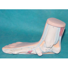 Human Flat Feet Anatomy Model for Medical Teaching (R040112)